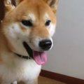 どこいっちゃったの…