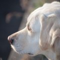 犬が耳を後ろに倒す…