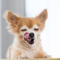 犬が口をくちゃくち…