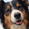 保護犬から犯罪被害…