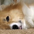 一緒に寝よ♡気持ち良…