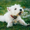犬の鳴き声からわか…