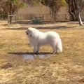 164頭の大型犬が集ま…