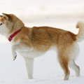犬が片足を上げてい…