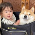 動物病院に犬を連れ…