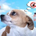 犬は欲しいものを手…