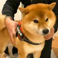 犬が『母の異変』を…