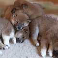 犬の幼齢個体を親等…