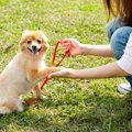 犬のしつけはやりす…