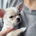 子犬が命の危険にさ…