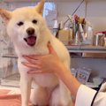 鍼治療を受ける犬→怖…
