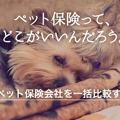 「ペット保険を比較 …