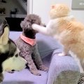 夜中に騒ぎまくる2匹…