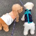 新入り犬が『お散歩…