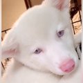真っ白でふわふわな…