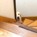 大型犬をお留守番さ…