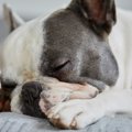 犬がてんかんを起こ…