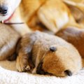 愛犬の子供がほしい…