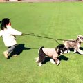 1歳の女の子が犬の散…