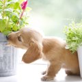 犬が観葉植物を食べ…