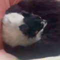 耳が遠くなった老犬…