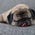 犬が『いびき』をか…