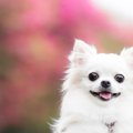 大きいチワワも可愛…
