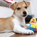 要注意！犬が誤飲し…