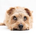 犬は飼い主のこんな…