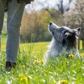 犬にNGな『春の野草…