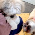 朝、犬見知りのワン…