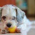 『気分屋な犬』の特…