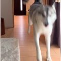 ハスキー犬が飼い主…