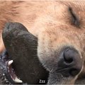 とある犬が常に石を…