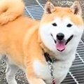 朝の散歩で『帰宅拒…