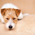 愛犬が『眠たいです…