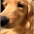 大型犬のヒゲがなぜ…
