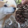 松ぼっくりにそっけ…