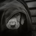 つい犬を叩いてしま…