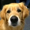 供血犬の事実！理解…