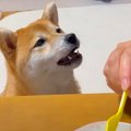 犬が飼い主に『ご飯…