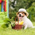 犬に与えてはいけな…