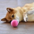 愛犬を気遣いたい！…
