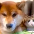 お腹を壊した犬に『…