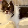 夕飯の準備中、犬が…