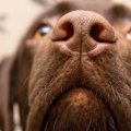 犬が帰宅した飼い主…