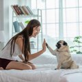 犬は人間の無表情な…