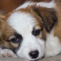 犬の腸内環境が悪化…