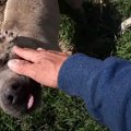 【シェルターで検証…