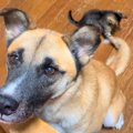 子猫が元保護犬のし…